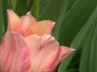 tulip
