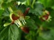flowers gooseberry