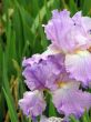 flower of an iris