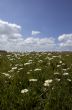 Daisies and Sky