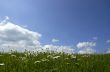 Daisies and Sky