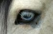 Horse eye