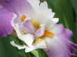 flower of an iris