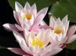 water lily