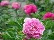 flowers. Peonies