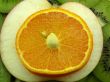 fruit