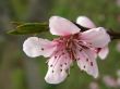 Flowers of a peach