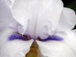 flower of an iris