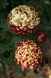 Chrysanthemums