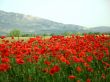 Poppies and mountain