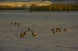 Elk in snow
