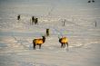 Elk in snow