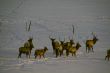 Elk in snow