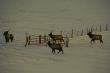 Elk in snow