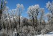 Hoar frost on  trees