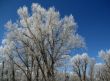 Hoar frost on  trees