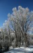 Hoar frost on  trees