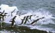 Adelie penguins, jumping into the ocean