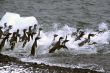 Adelie penguins, jumping into the ocean