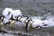 Adelie penguins, jumping into the ocean