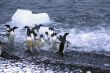 Adelie penguins, jumping into the ocean