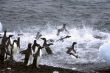 Adelie penguins, jumping into the ocean