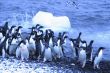 Adelie penguins, jumping into the ocean