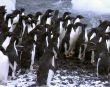 Adelie penguins, jumping into the ocean
