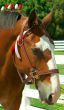 Clydesdale