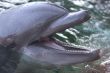Bottlenose dolphin