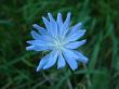 Chicory flower and the blured grass in background