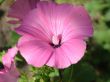 One malva flower