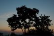 tree on sunset