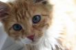 A ginger kitten posing for the camera