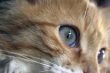 Closeup of a cats eyes