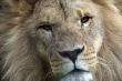 close up frontal shot of a lion