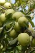 apples