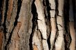 bark