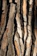 bark