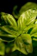 basil two