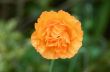 Orange poppy