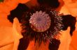 Orange poppy