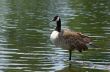 Canada Goose