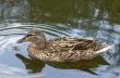 Mallard duck