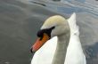 Swan