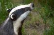 Badger
