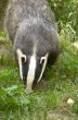 Badger