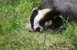 Badger