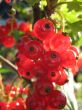 Red currant