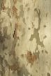 camo bark